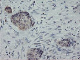 APP Antibody in Immunohistochemistry (Paraffin) (IHC (P))