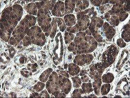 APP Antibody in Immunohistochemistry (Paraffin) (IHC (P))