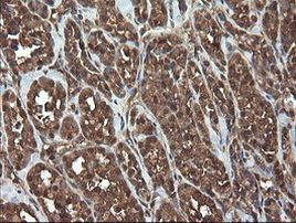 APP Antibody in Immunohistochemistry (Paraffin) (IHC (P))