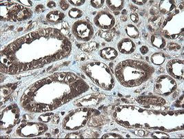 APP Antibody in Immunohistochemistry (Paraffin) (IHC (P))