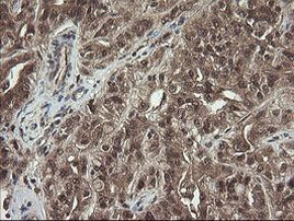 APP Antibody in Immunohistochemistry (Paraffin) (IHC (P))