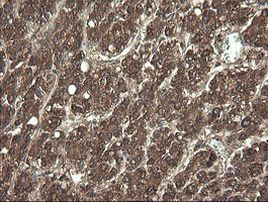 APP Antibody in Immunohistochemistry (Paraffin) (IHC (P))