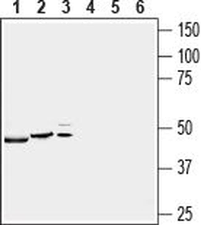 P2X4 Receptor Antibody in Western Blot (WB)