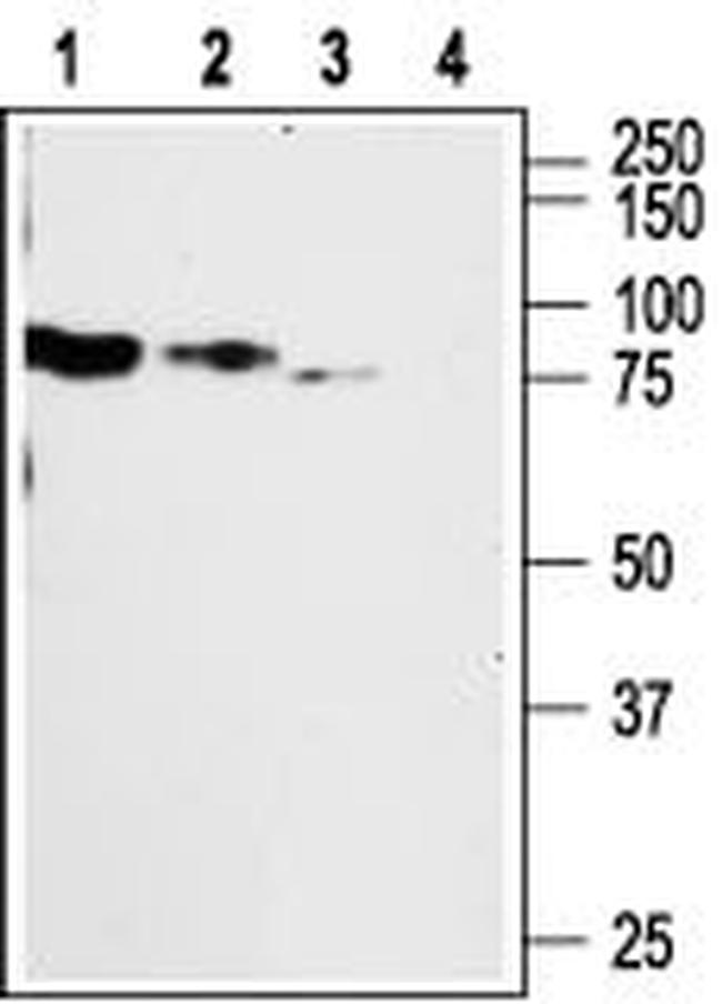 P2X2 Receptor Antibody in Western Blot (WB)