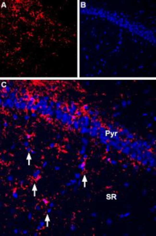 P2X7 Receptor Antibody in Immunohistochemistry (Frozen) (IHC (F))