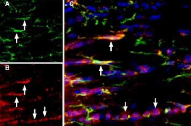 P2X7 Receptor Antibody in Immunohistochemistry (Frozen) (IHC (F))