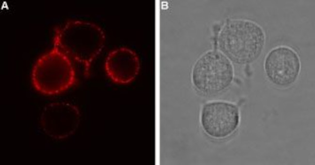 P2X7 Receptor (extracellular) Antibody in Immunocytochemistry (ICC/IF)