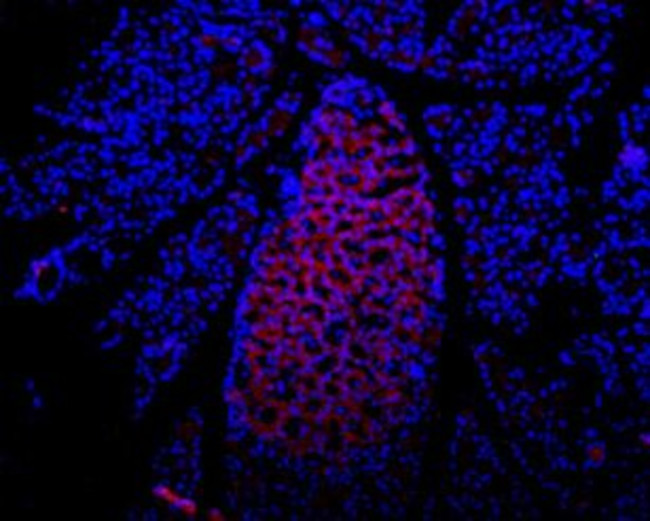 P2X7 Receptor (extracellular) Antibody in Immunohistochemistry (Frozen) (IHC (F))