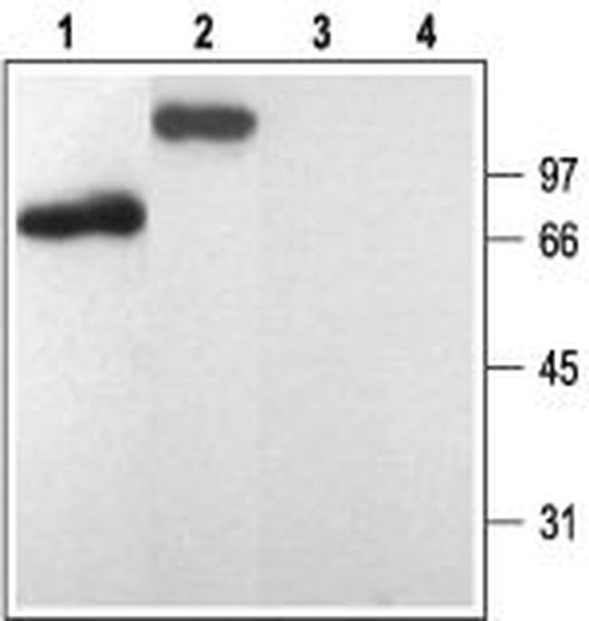 P2Y1 Receptor Antibody in Western Blot (WB)