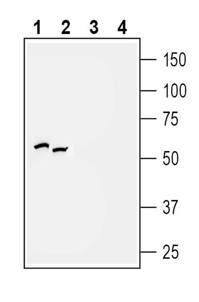 P2Y2 Receptor Antibody in Western Blot (WB)