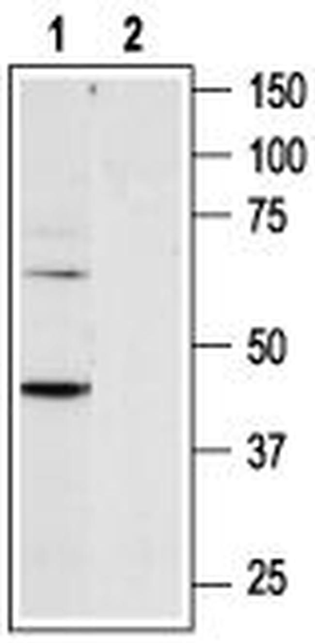 P2Y6 Receptor Antibody in Western Blot (WB)