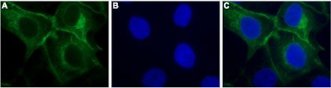 P2Y11 Receptor Antibody in Immunocytochemistry (ICC/IF)