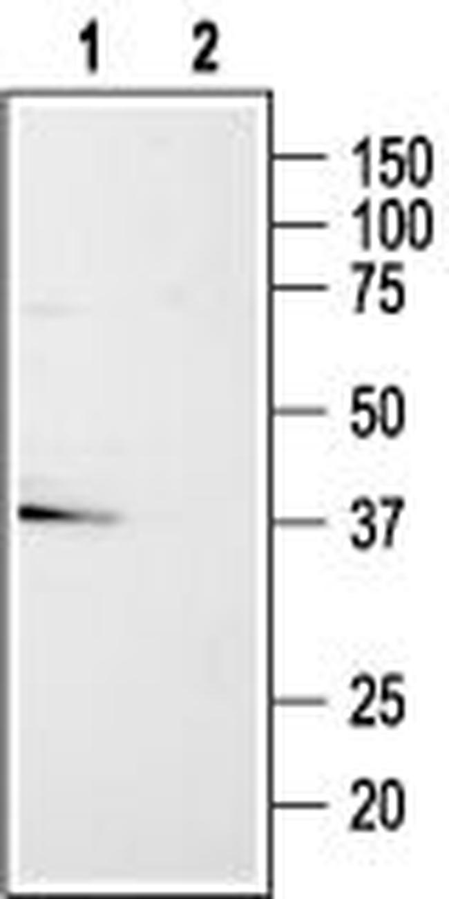P2Y13 Receptor Antibody in Western Blot (WB)