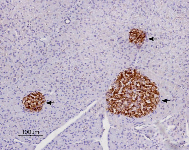 P2Y14 Receptor (extracellular) Antibody in Immunohistochemistry (Paraffin) (IHC (P))