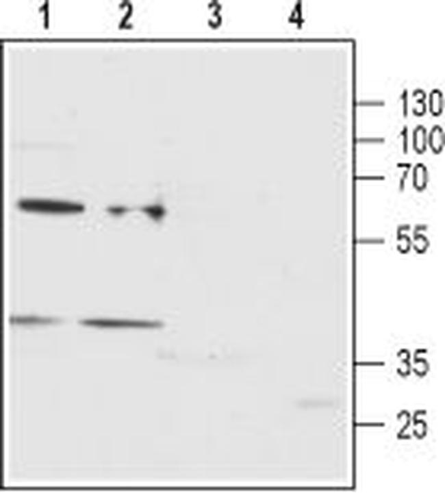 P2Y12 Receptor (extracellular) Antibody in Western Blot (WB)