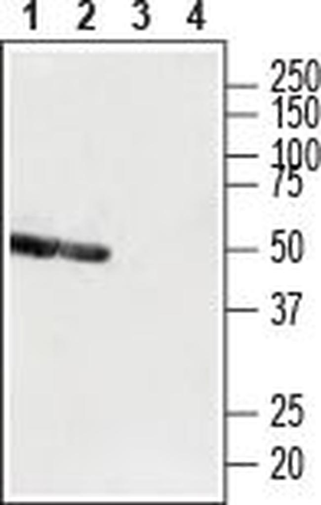 P2Y12 Receptor (extracellular) Antibody in Western Blot (WB)