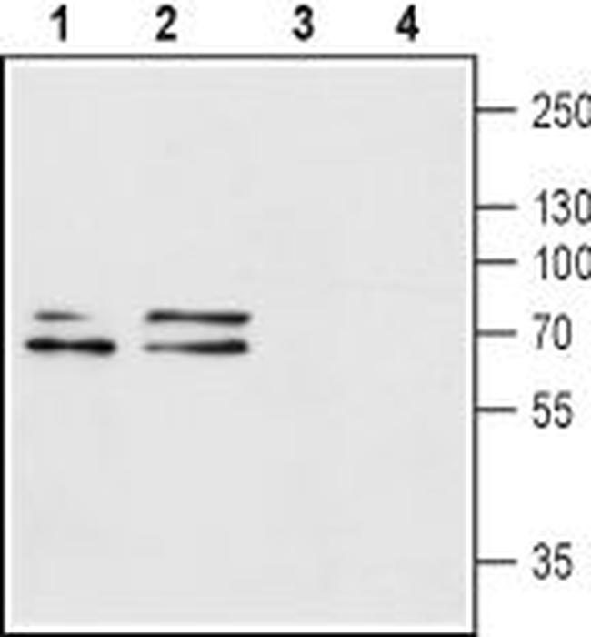 P2X1 Receptor (extracellular) Antibody in Western Blot (WB)