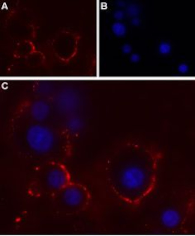 P2X4 Receptor (extracellular) Antibody in Immunocytochemistry (ICC/IF)