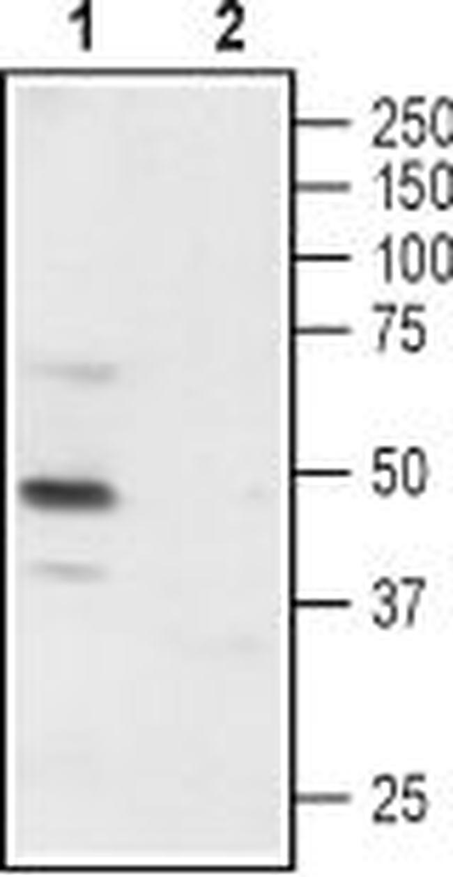 P2X3 Receptor (extracellular) Antibody in Western Blot (WB)