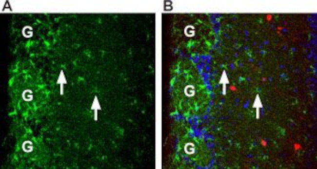 Prokineticin Receptor 1 (extracellular) Antibody in Immunohistochemistry (Frozen) (IHC (F))