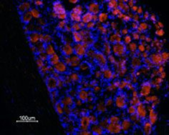 Prokineticin Receptor 1 (extracellular) Antibody in Immunohistochemistry (Frozen) (IHC (F))