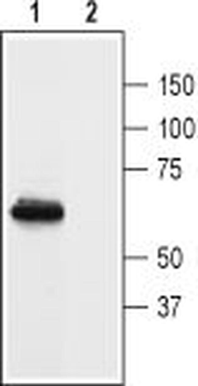 Prokineticin Receptor 1 (extracellular) Antibody in Western Blot (WB)