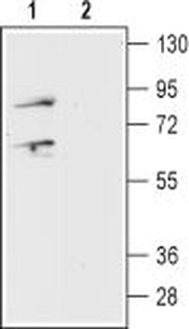 Prokineticin Receptor 1 (extracellular) Antibody in Western Blot (WB)