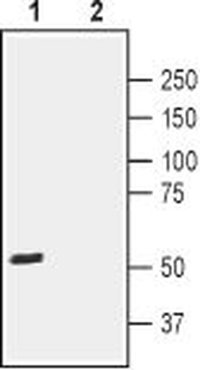 CRTH2/GPR44 (extracellular) Antibody in Western Blot (WB)