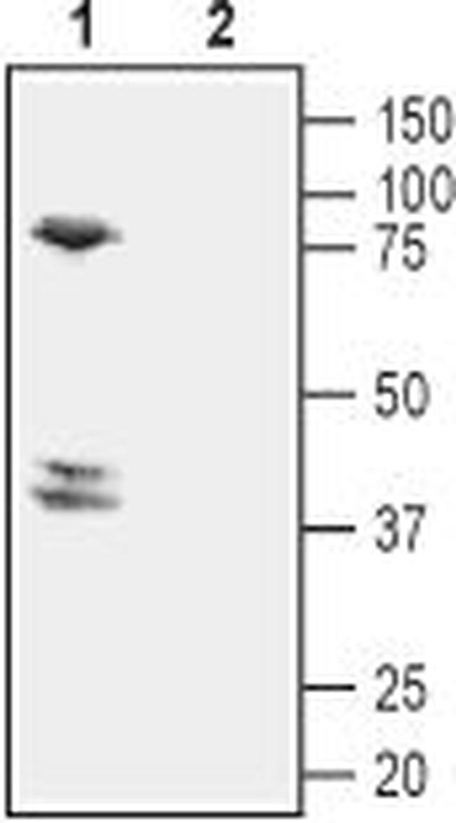 CRTH2/GPR44 (extracellular) Antibody in Western Blot (WB)