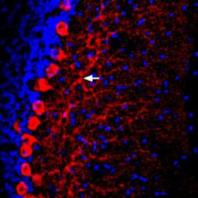 Prostaglandin E Receptor EP2/PTGER2 (extracellular) Antibody in Immunohistochemistry (Frozen) (IHC (F))