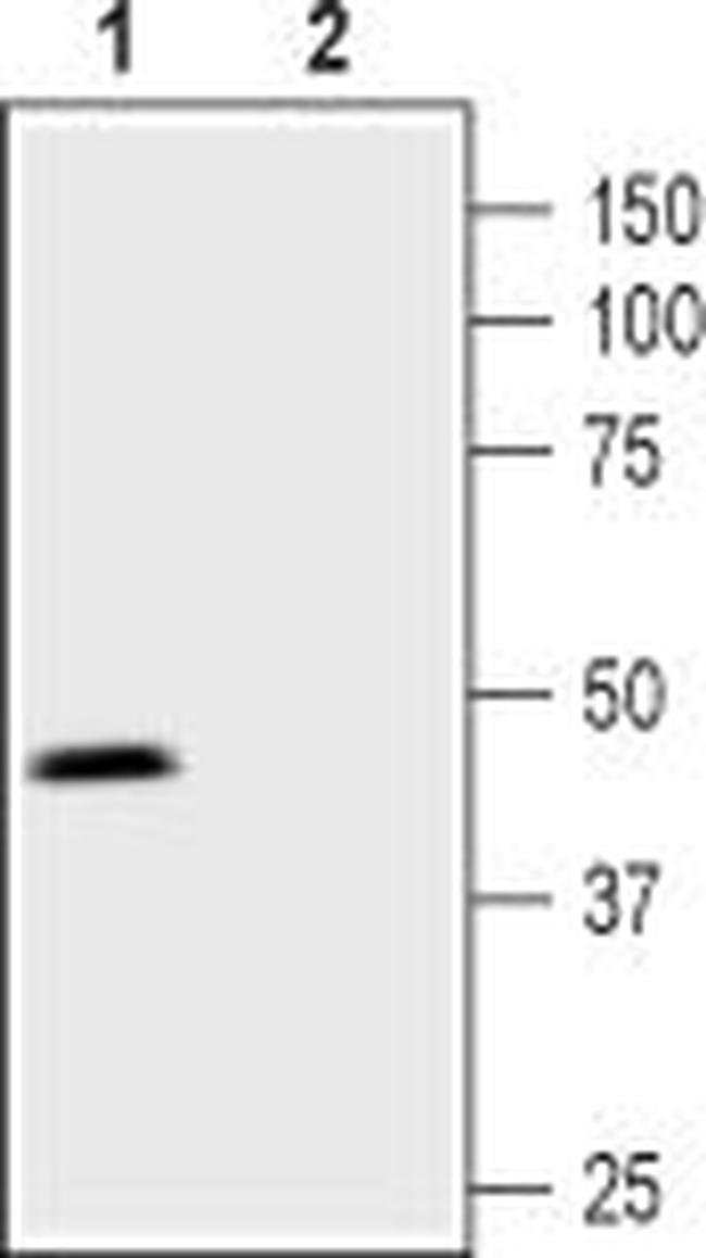 Prostaglandin E Receptor EP3 (PTGER3) Antibody in Western Blot (WB)