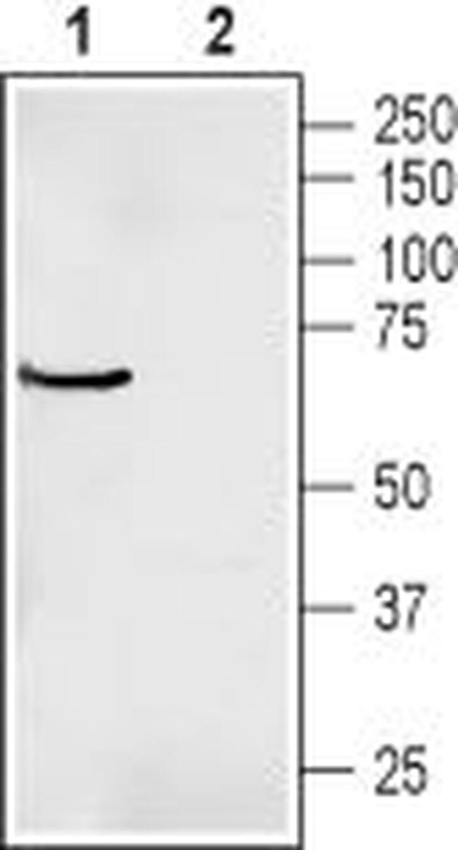 Prostaglandin E Receptor EP3 (PTGER3) Antibody in Western Blot (WB)