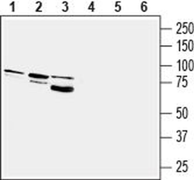 Prostaglandin F2- alpha Receptor/PTGFR Antibody in Western Blot (WB)