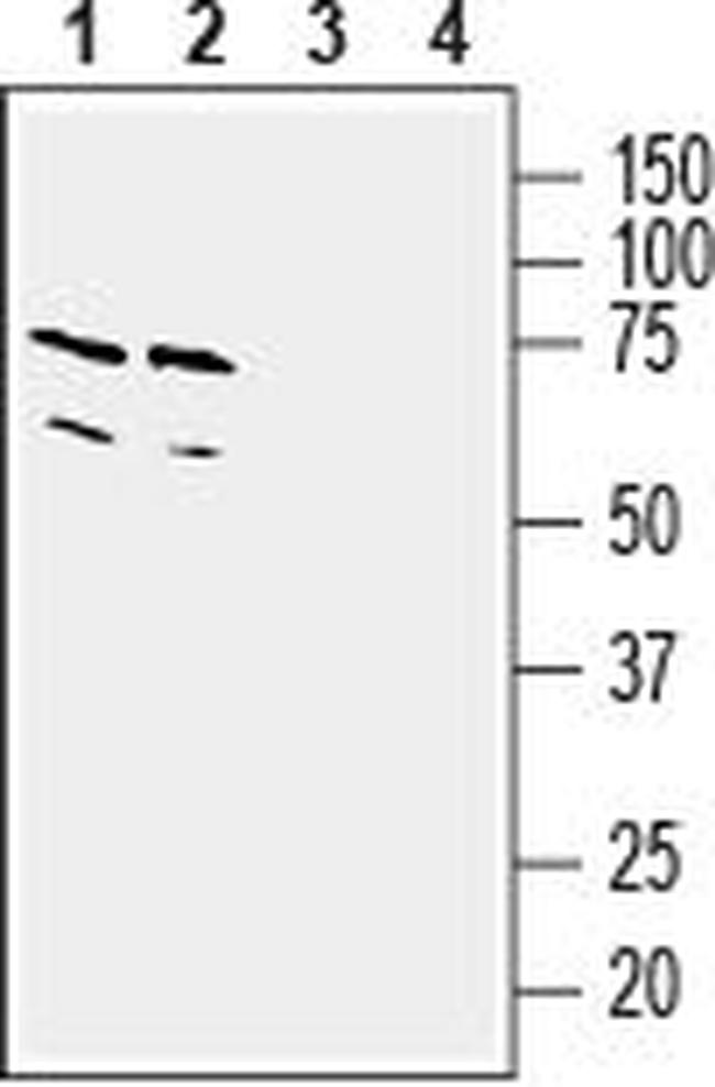 Thromboxane A2 Receptor Antibody in Western Blot (WB)