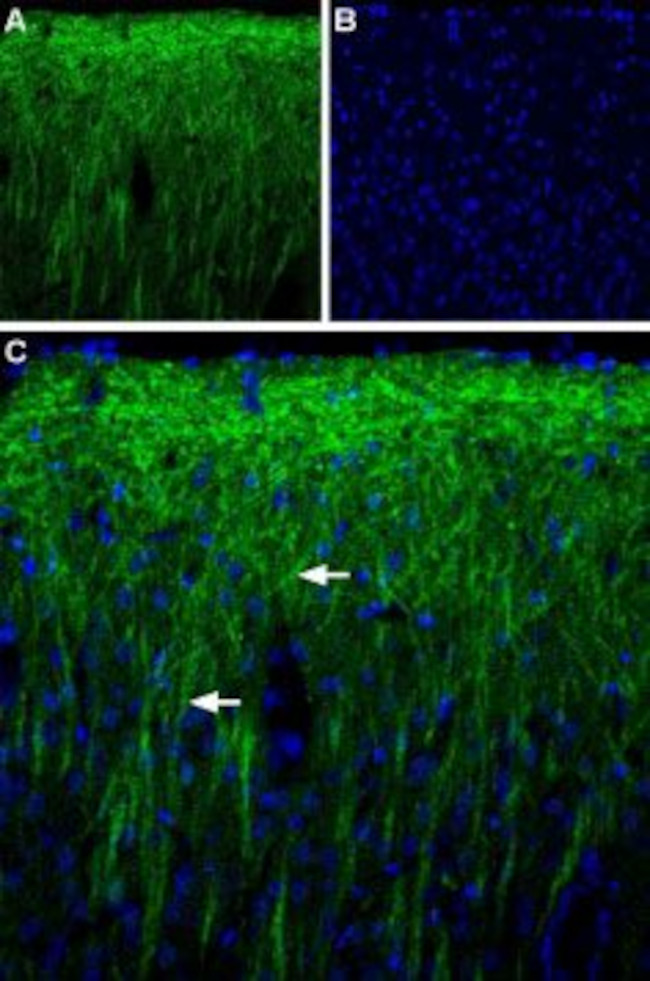 PEX5L (TRIP8b) Antibody in Immunohistochemistry (IHC)