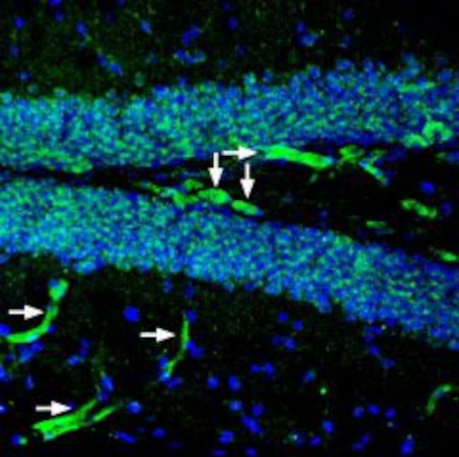 P2Y2 Receptor (extracellular) Antibody in Immunohistochemistry (Frozen) (IHC (F))