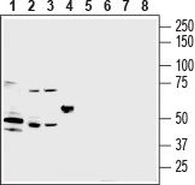 P2Y2 Receptor (extracellular) Antibody in Western Blot (WB)