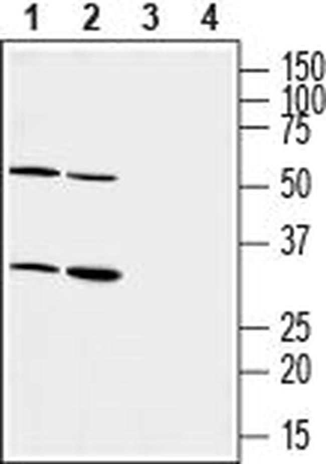 P2Y6 Receptor (extracellular) Antibody in Western Blot (WB)