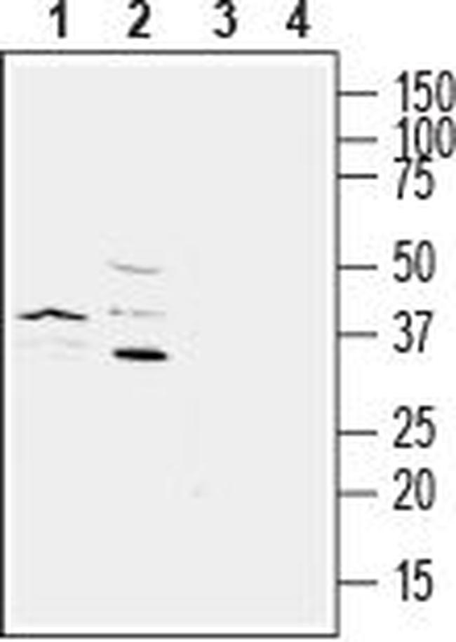 P2Y6 Receptor (extracellular) Antibody in Western Blot (WB)