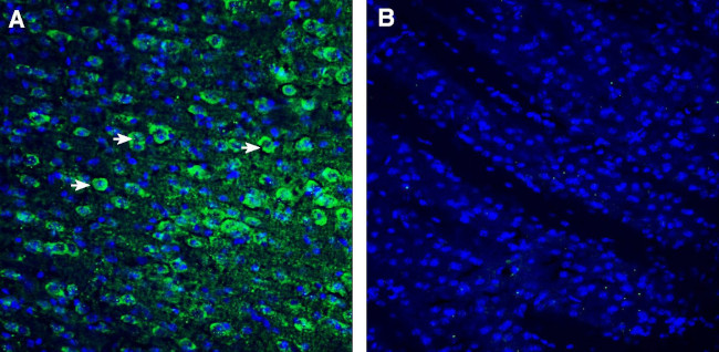 P2Y10 (extracellular) Antibody in Immunohistochemistry (Frozen) (IHC (F))