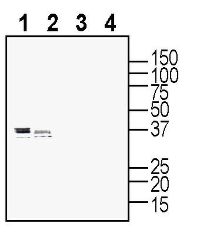 P2Y10 (extracellular) Antibody in Western Blot (WB)