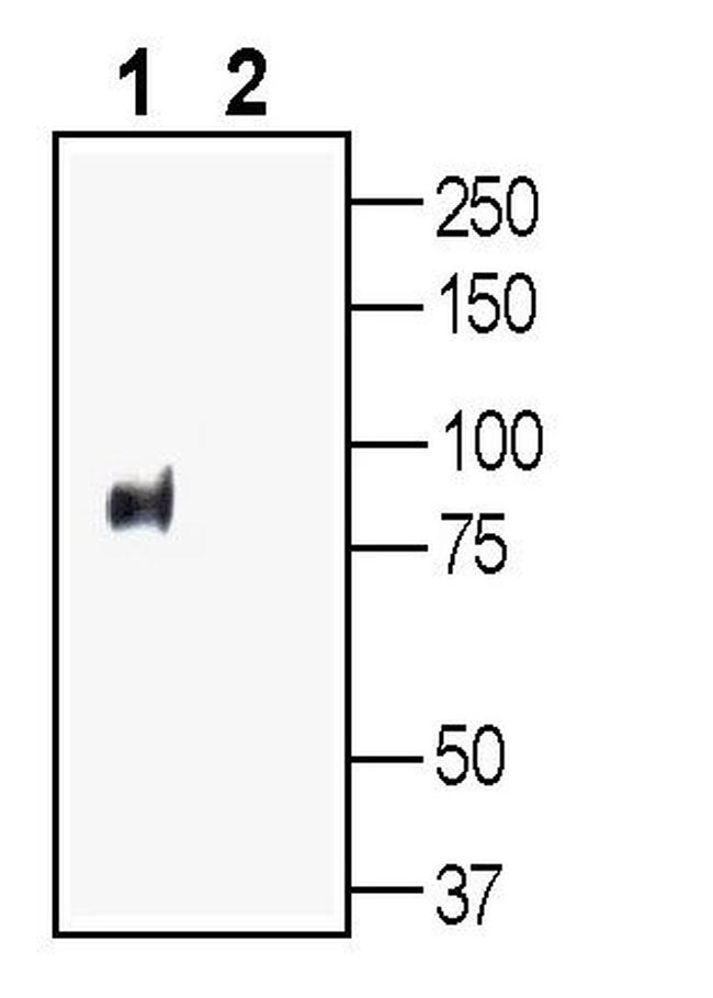 PepT2/SLC15A2 (extracellular) Antibody in Western Blot (WB)