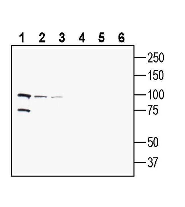 PepT2/SLC15A2 (extracellular) Antibody in Western Blot (WB)