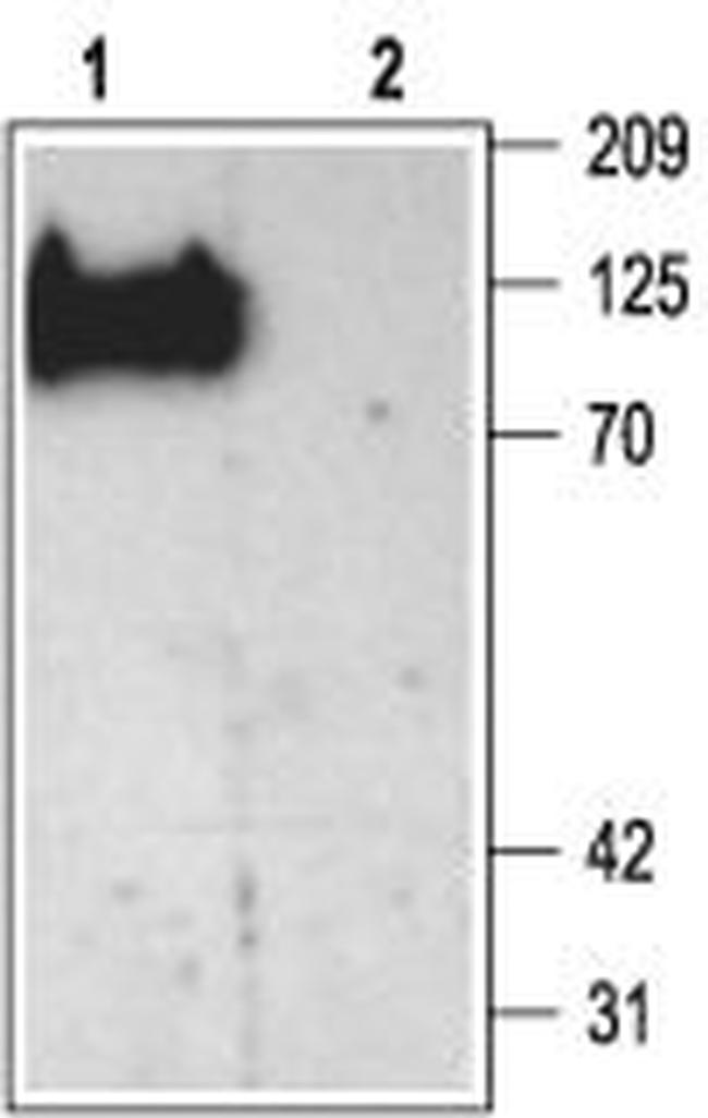 PSD-93 Antibody in Western Blot (WB)