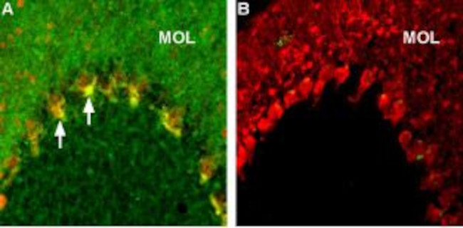 Caspr2 Antibody in Immunohistochemistry (Frozen) (IHC (F))