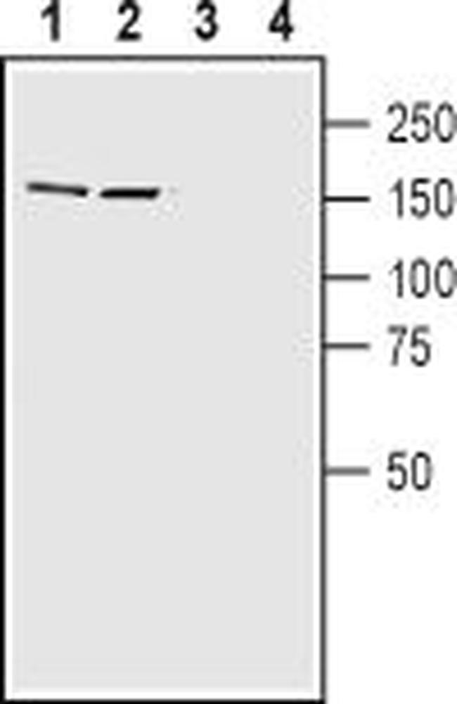 Caspr2 Antibody in Western Blot (WB)