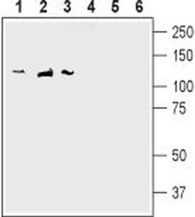 SAP-97/DLG1 Antibody in Western Blot (WB)