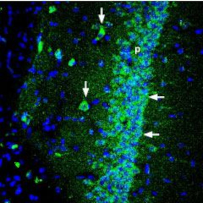 Shank1 Antibody in Immunohistochemistry (Frozen) (IHC (F))