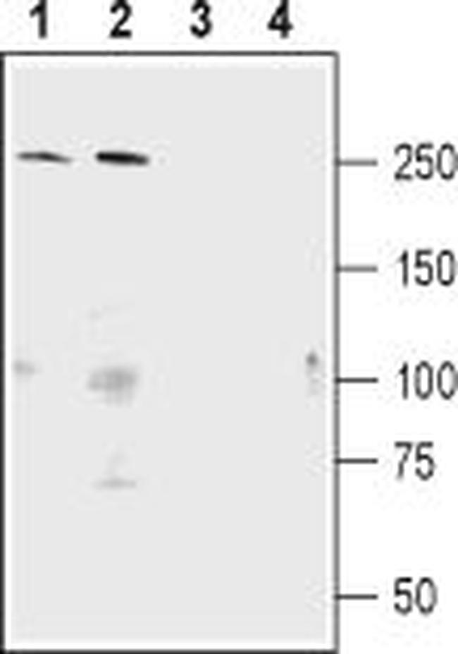 Shank1 Antibody in Western Blot (WB)