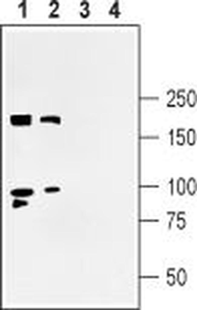 Shank3 Antibody in Western Blot (WB)